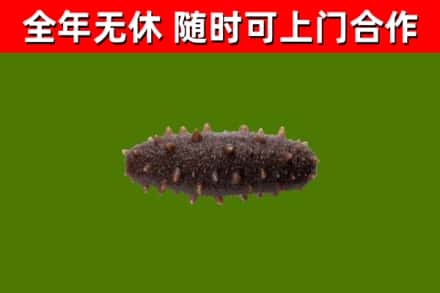 双江县烟酒回收干海参.jpg